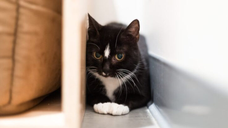 These 11 Cats Have So Much Love to Give — If Someone Would Just Notice