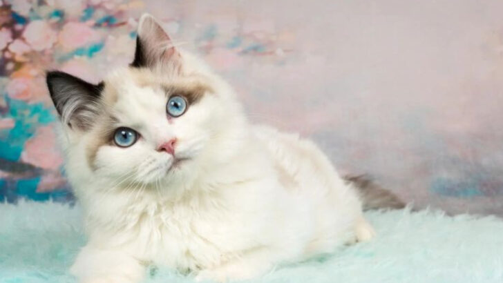 These 11 Cats Were Practically Made for Introverts