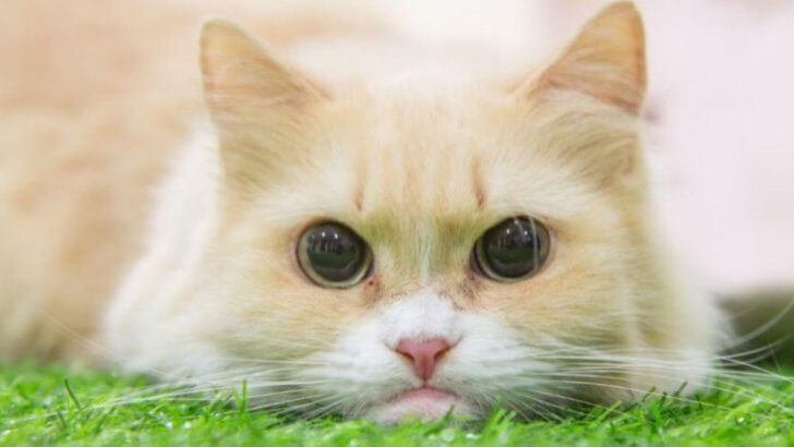 These 5 Cat Breeds Are the Result of Genetic Tinkering