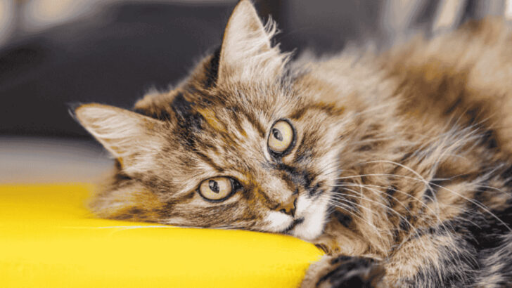 Top 10 Cat Breeds Known For Their Exceptional Character
