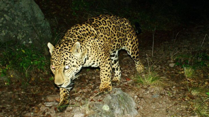 Tracking Giants: How Scientists Monitor Big Cats in the Wild