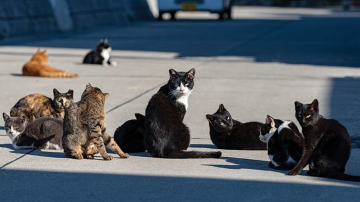 Urban Adaptation: How Cats Learned to Navigate Modern City Living