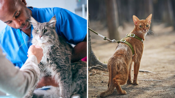 Want to Be a Better Cat Parent? Try These 14 Simple Tips