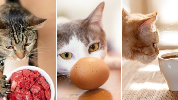 Warning List: 23 Human Foods That Are Harmful to Cats