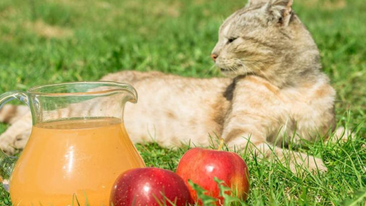 What Can Cats Drink Besides Water? 10 Vet-Approved Alternatives You’ll Want to Try