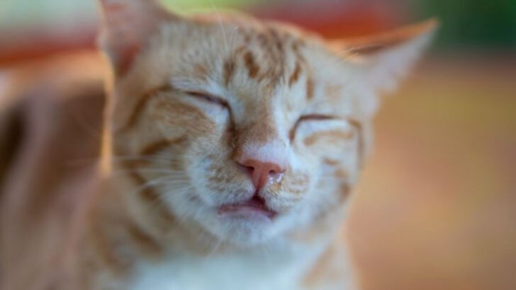 What Cat Owners Should Know About Nasal Polyps