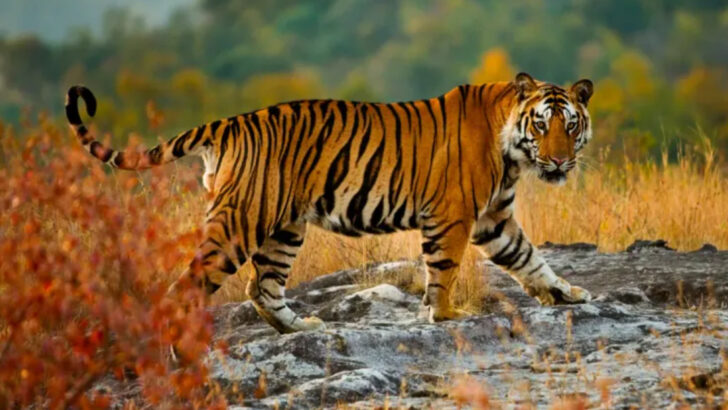 What It’s Really Like to Chase Tigers Through the Jungle