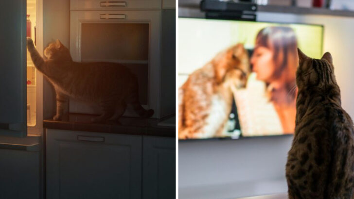 What No One Tells You About Indoor Cats: 22 Must-Know Facts