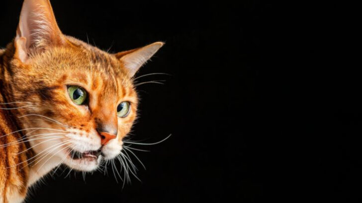 What’s That Face? Why Cats Look So Strange After Smelling Something