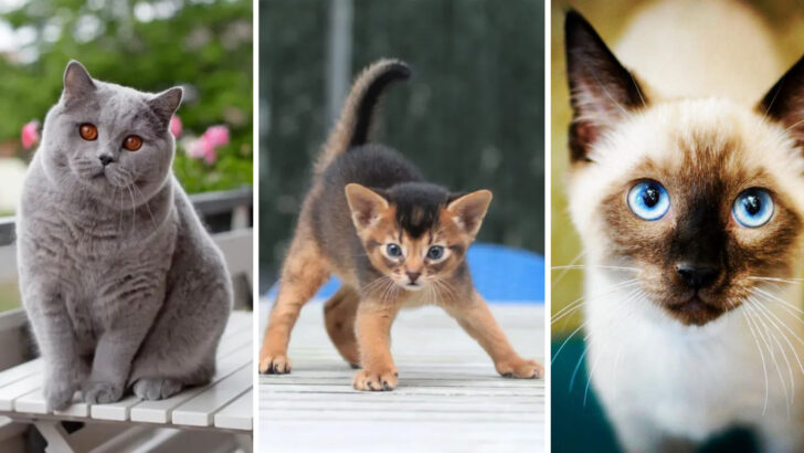 Which Cat Fits You Best? 13 Breeds for Every Personality Type