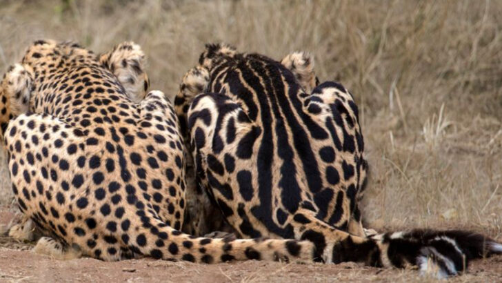 Why Big Cats Have Spots, Stripes, or Solids: The Evolution Explained