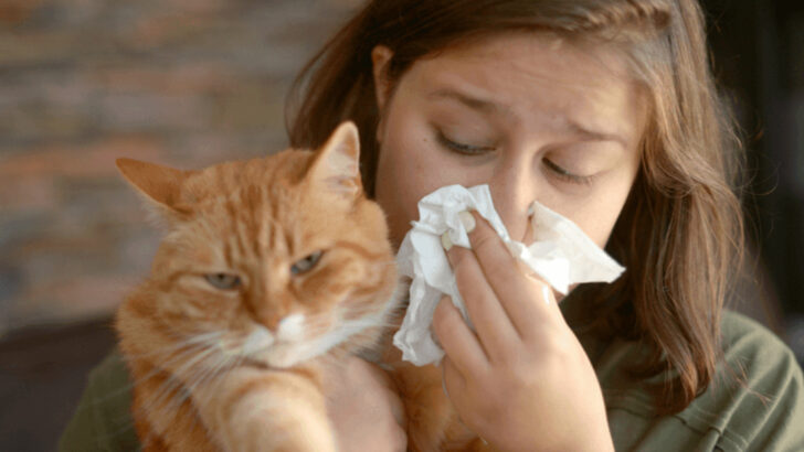 Why Cats Cause Allergies: The Science Explained