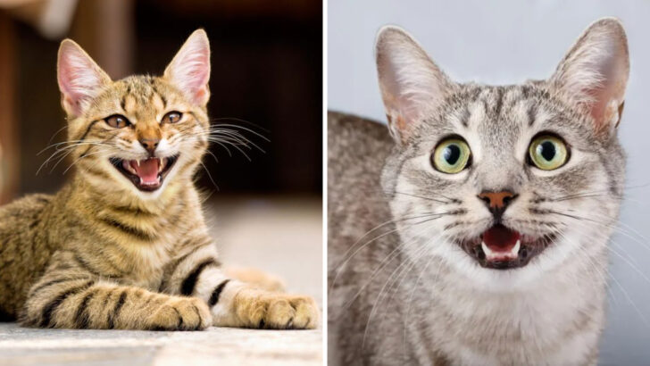Why Cats Meow and What Each Sound Could Mean