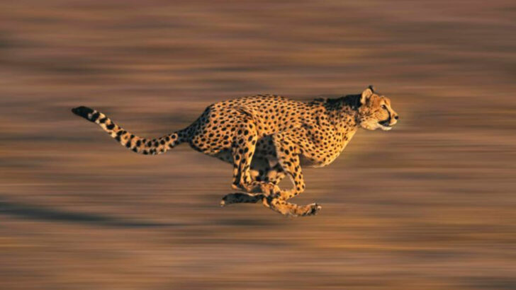 Why Cheetahs Are the Fastest Hunters on Earth