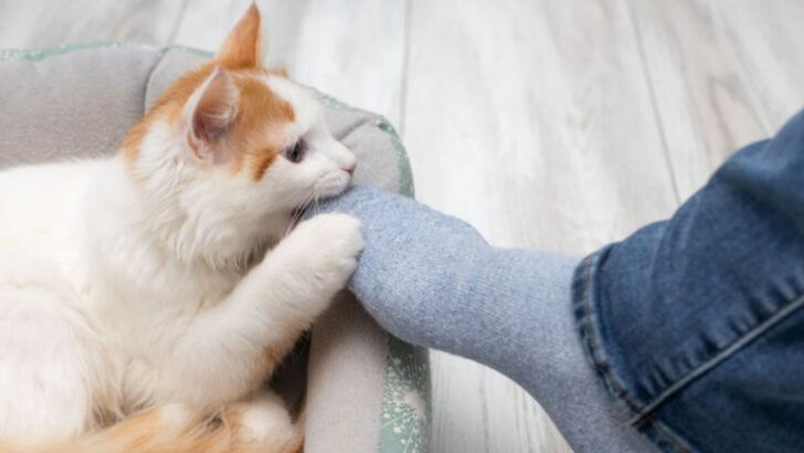 Why Do Kittens Love Nibbling Toes? The Surprisingly Cute Answer