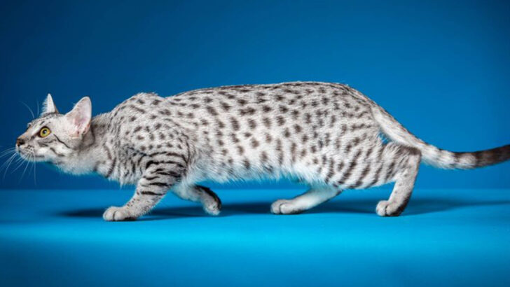 Why Do Some Cats Have Spots? Here’s How It Happens