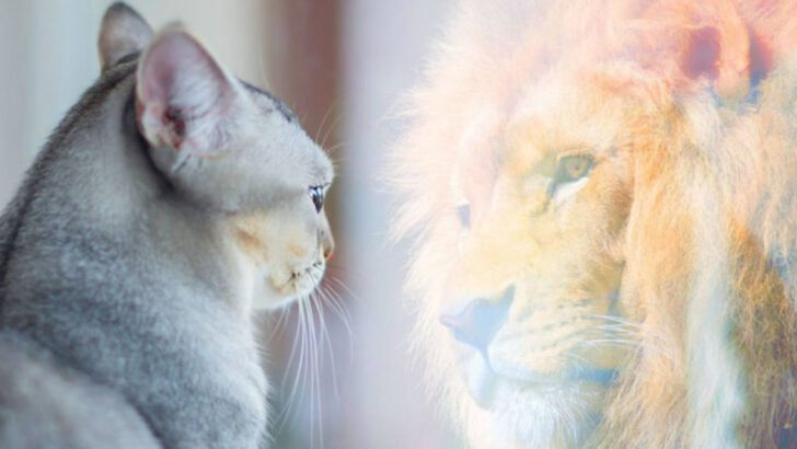 Why House Cats Are More Independent Than Lions (and Other Big Cats)