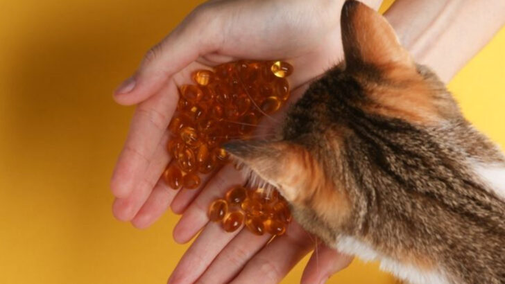 Why Omega-3 Is Great for Cats: Health Benefits and Top Supplements