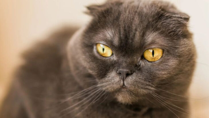 Why These 13 Cat Breeds Aren’t Cut Out for Typical Pet Life