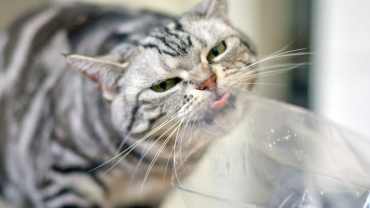 Why Your Cat Can’t Resist Plastic Bags: Explained