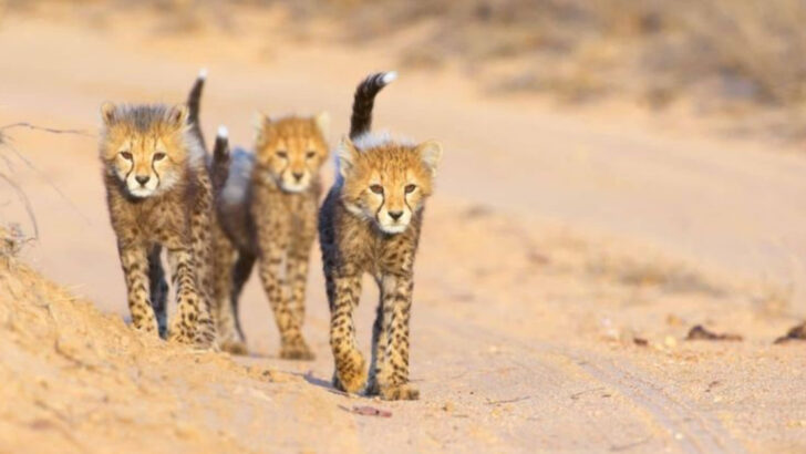 Wild Cat Resilience: Why Some Species Handle Change Better Than Others