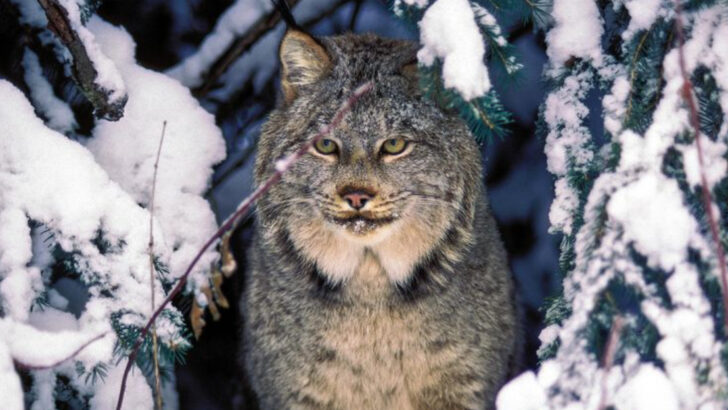 You Might Never See One, but the Lynx Is Back in America’s Forests