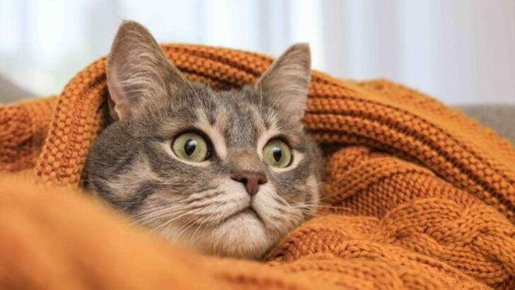 Your Cat Might Be More Anxious Than You Think – 12 Signs to Watch Out For