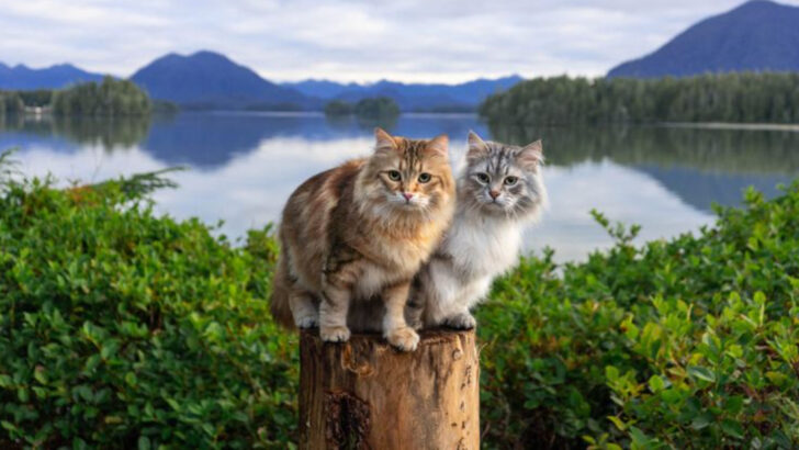 You’re About to Fall in Love With the Siberian Cat — 12 Reasons Why