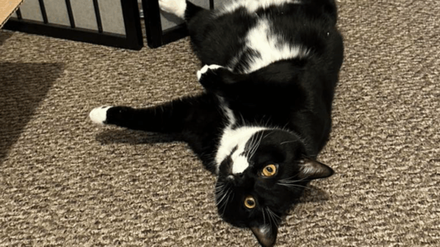 Abandoned Cat in New Jersey Transforms Once He Finds Foster Care Safety