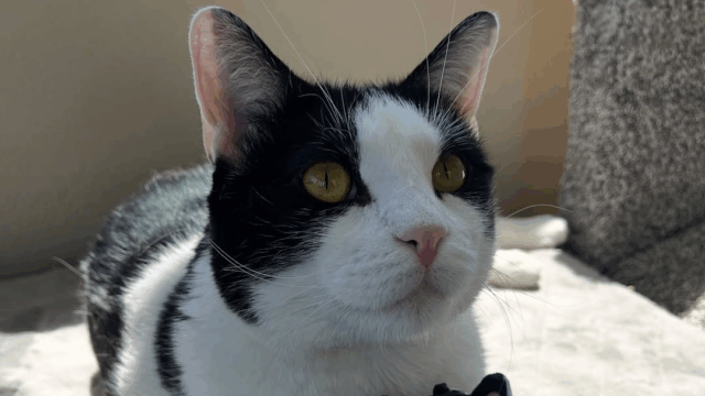 Adopted Kansas Kitten With Wobbly Walk Inspires Everyone He Meets