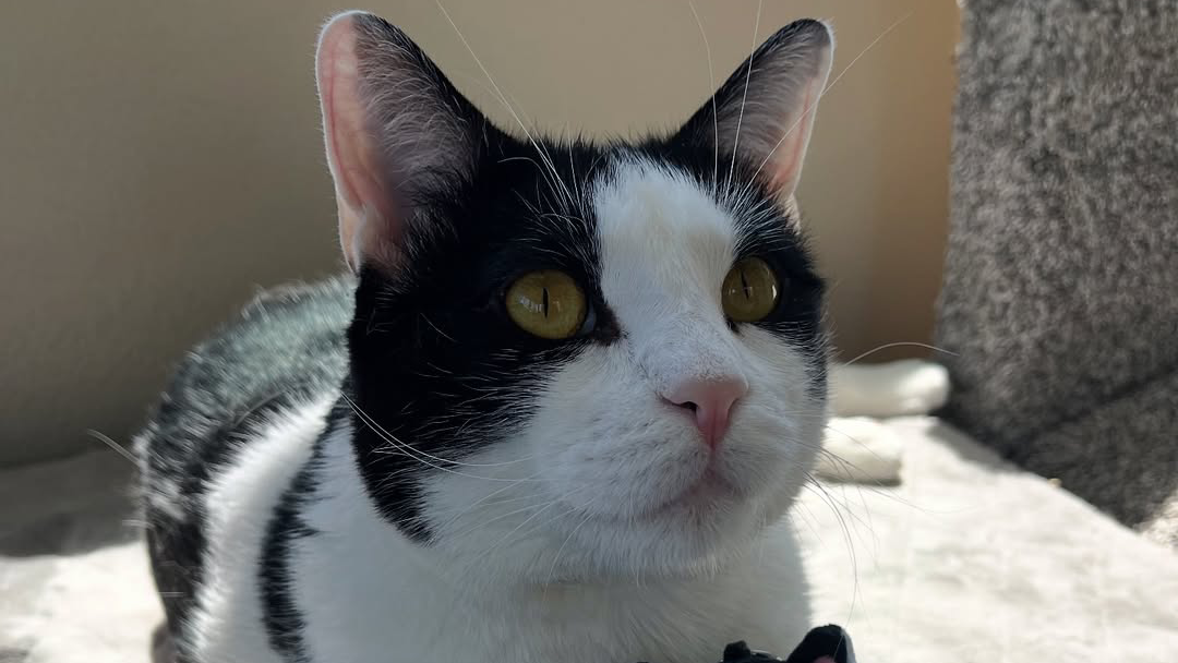 Adopted Kansas Kitten With Wobbly Walk Inspires Everyone He Meets