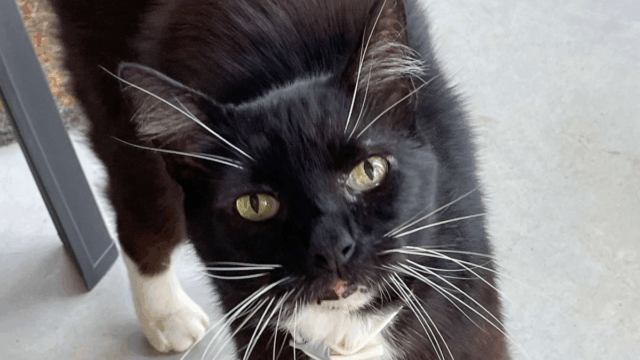 After 10 Years, Kansas Woman Finally Finds Her Missing Cat in the Most Unexpected Place