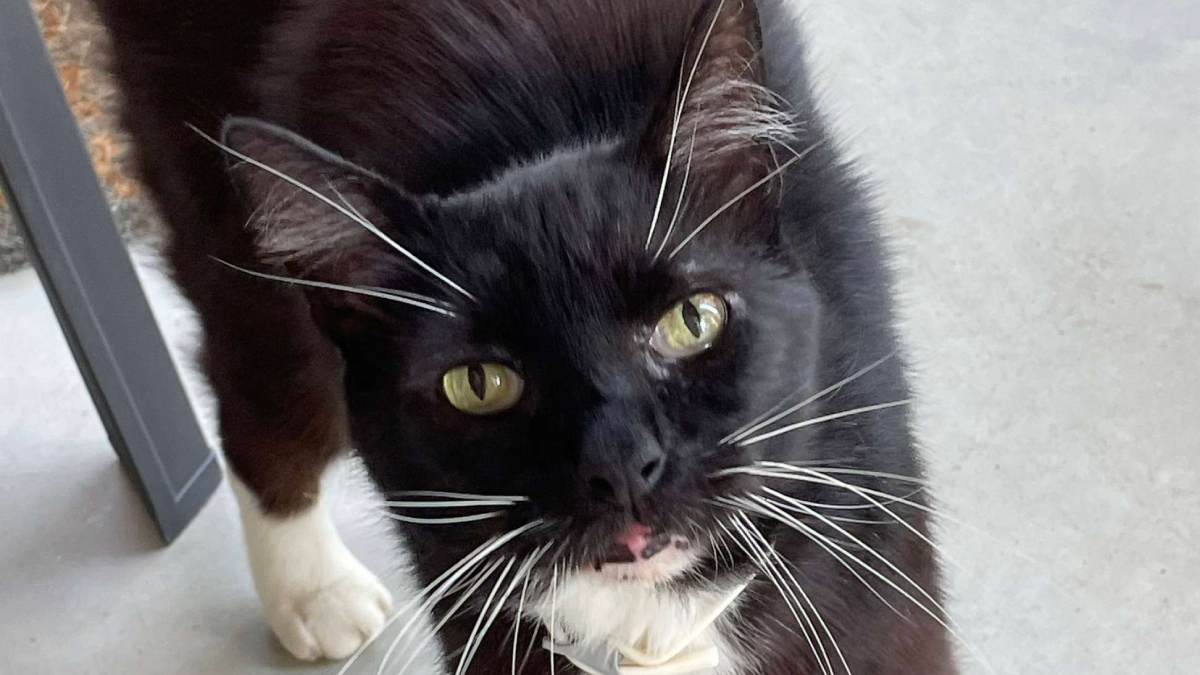 After 10 Years, Kansas Woman Finally Finds Her Missing Cat in the Most Unexpected Place