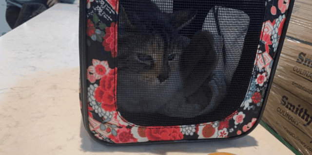 After 7 Years Apart, California Cat and Owner Reunite 2,000 Miles Away in Tennessee