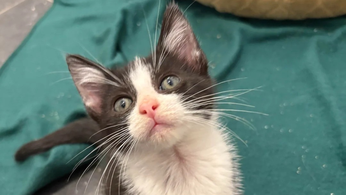 After Being Returned to a Miami Shelter, Kitten Faces Isolation, But Former Foster Comes to the Rescue