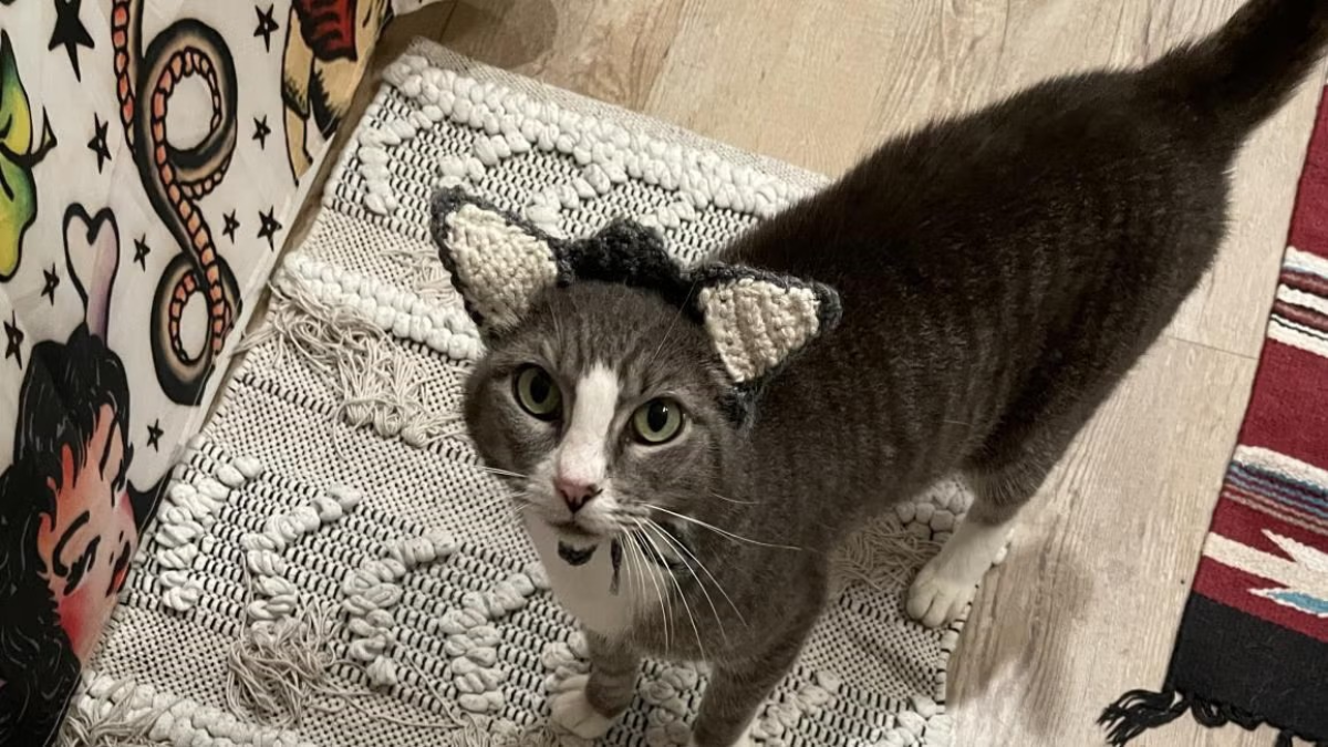 Arkansas Cat Without Ears Gets Adorable Present So She Feels Just Like Everyone Else