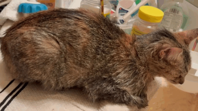 Arkansas Woman Returns to 100°F Car—Horrified to Discover Who Was Inside