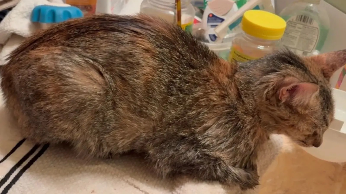 Arkansas Woman Returns to 100°F Car—Horrified to Discover Who Was Inside