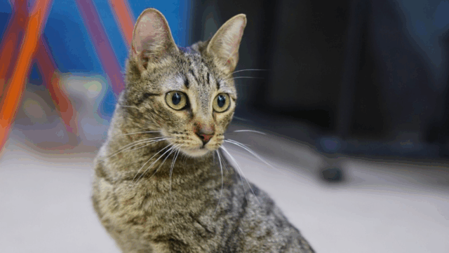 Austin Shelter Witnesses Miracle When Paralyzed Cat Stands and Walks
