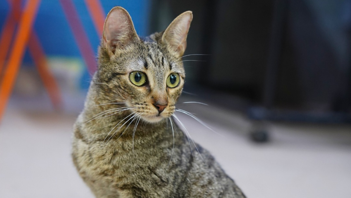 Austin Shelter Witnesses Miracle When Paralyzed Cat Stands and Walks