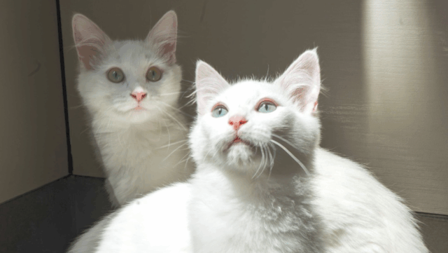 Bonded California Kittens With Missing Legs Are Unstoppable Snuggle Buddies