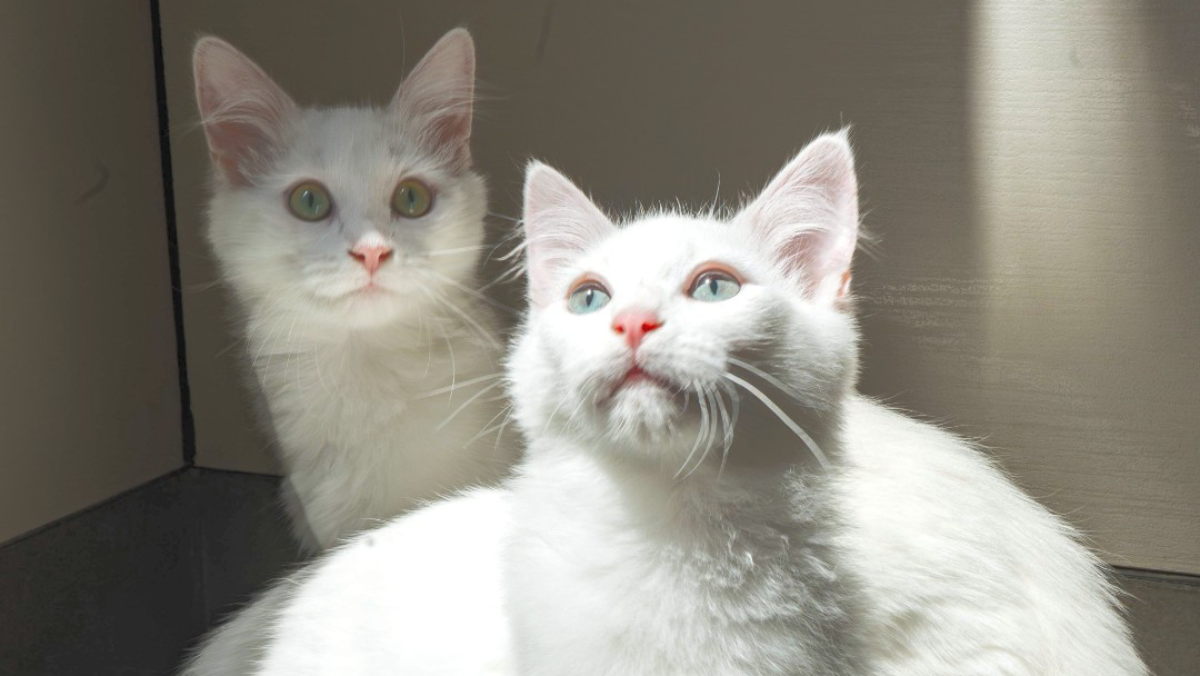 Bonded California Kittens With Missing Legs Are Unstoppable Snuggle Buddies