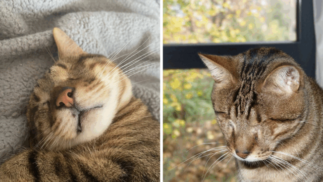 Brave Ohio Shelter Cat Loses His Sight but His Spirit Shines Brighter Than Ever