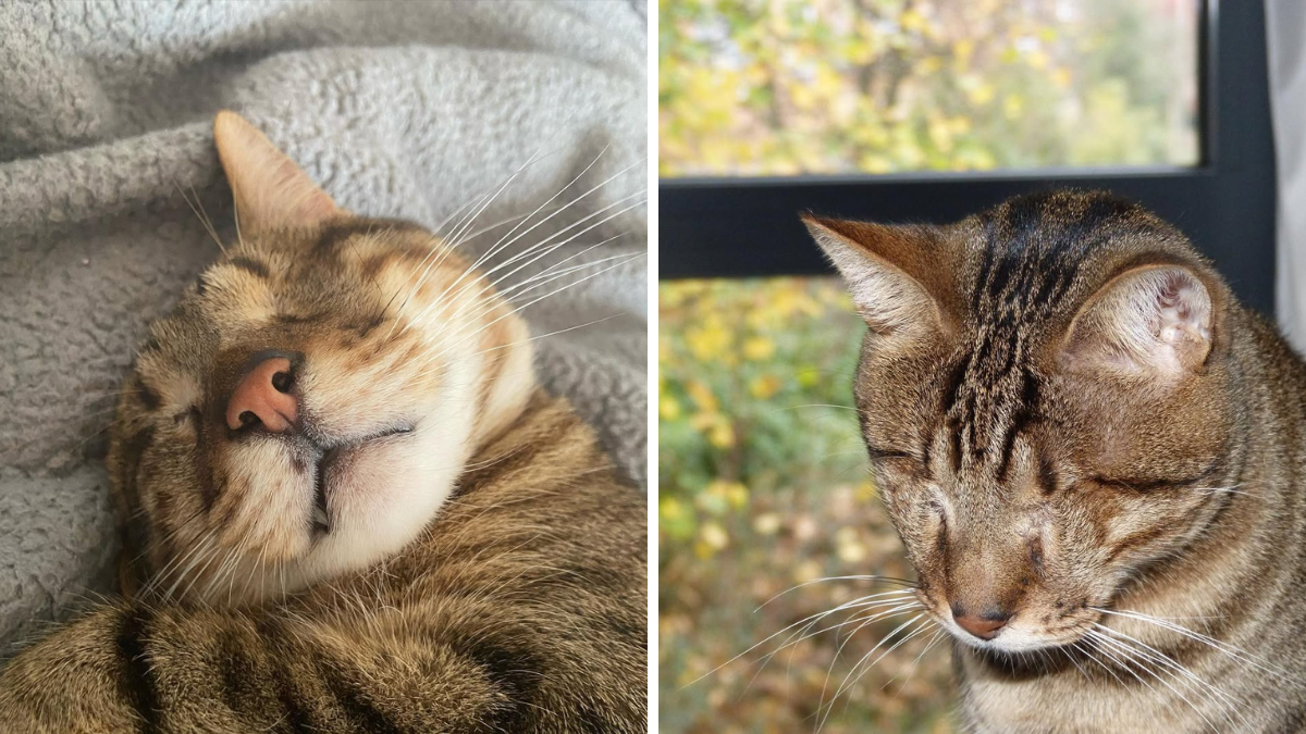 Brave Ohio Shelter Cat Loses His Sight but His Spirit Shines Brighter Than Ever