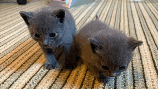 Brooklyn Neighbors Rescue Cat and Kittens from Parking Lot, Giving Them a Second Chance