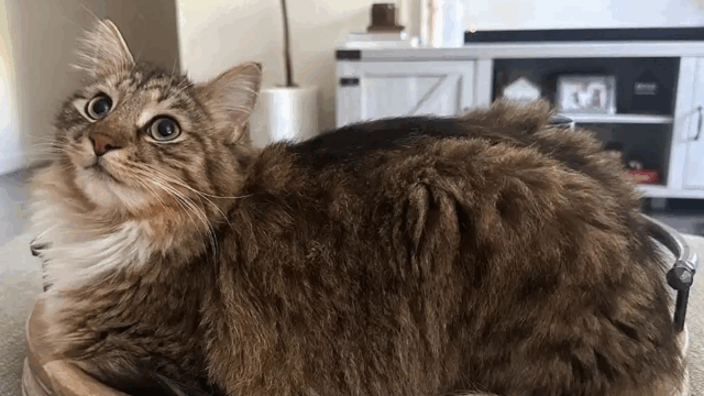 California Cat Sets Off Camera — What the Owners Discovered Left Them Stunned