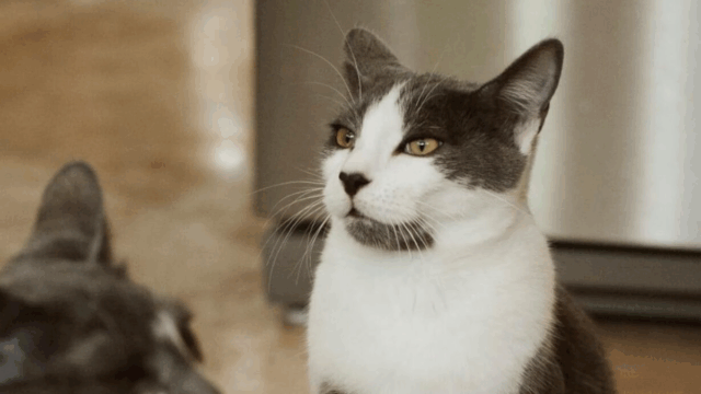 California Family Finds Comfort in Cat With Heart-Shaped Markings