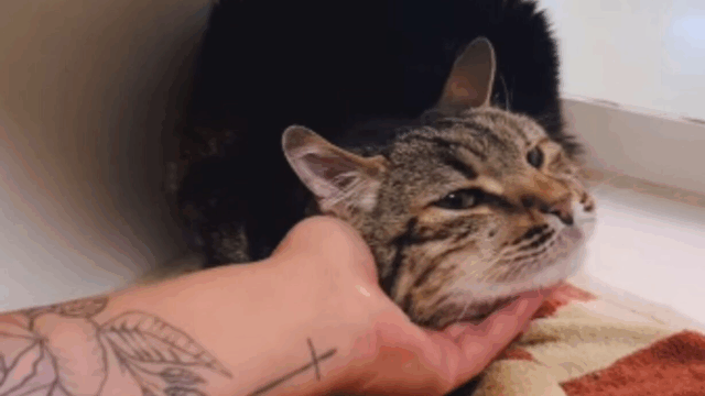 California Hiker Horrified as Cat Is Thrown From a Car in Shocking Act