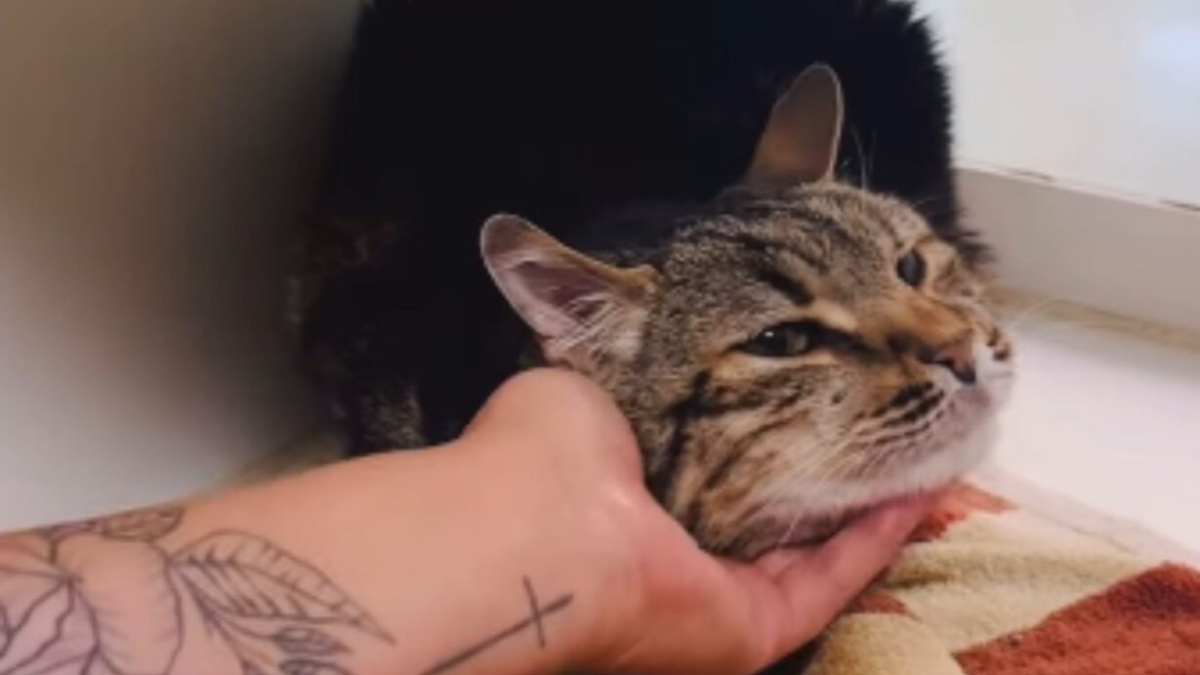 California Hiker Horrified as Cat Is Thrown From a Car in Shocking Act