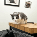 California Stray Kitten Boldly Joins Dog Walk and Finds a Forever Family